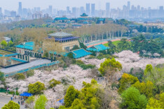 Cherry blossoms in full bloom at Wuhan University