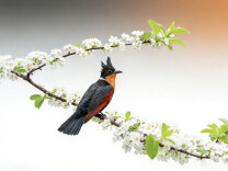 这位退役军人用几十万张“鸟片”记录生态环境持续向好