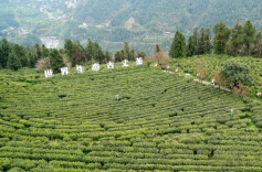 匠心传技艺 妙手炒春茗@湖南日报