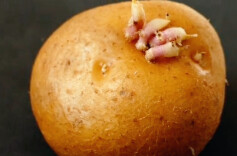 今日科普｜发芽土豆到底能不能吃？