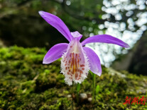 绝美！国家二级保护植物独蒜兰傲然绽放