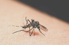 “今年蚊子史诗级加强🦟”，是真的吗？