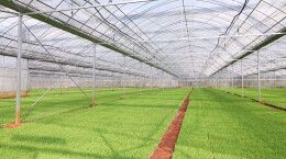 嘉禾县：早稻育秧收官，抢抓农时备战大田移栽