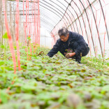 辰溪孝坪镇：蔬菜产业助力乡村振兴