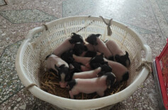 湖南首例克隆猪顺利产下11只猪宝宝