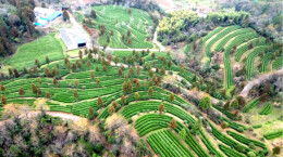 图片新闻 | 石门：春雨润茶山 春茶采摘忙