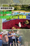 科学圆桌会·关注春季过敏|城市绿化专家：让大城市既能绿化也能“脱敏”