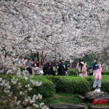 Cherry Blossoms Paint Changsha in Spring Hues