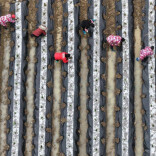 芷江8300余亩烟叶移栽按下“快进键”