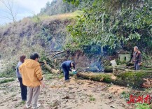 新晃：暴雨致大树拦路 干群合力清障保通行