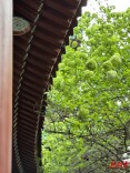 达瞰  | 绣球花开  