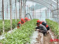 “保供电+优服务” 国网溆浦县供电公司电力护航春耕