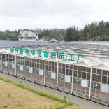 靖州：工厂化智能育秧  科技赋能春耕生产