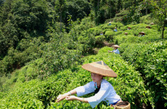 组诗｜柳思维：湘茶诗草