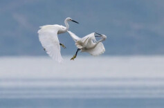 两代人的观鸟日记：鸟类回归，是环境最诚实的投票