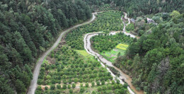 绥宁：枳壳产业焕生机 特色药材助振兴