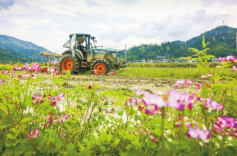 春暖花开农事忙@湖南日报图片新闻