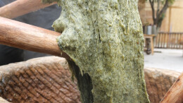 春日限定！石门土家蒿子粑粑，一口解锁山野鲜香