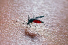 今年蚊子迎来“史诗级”加强？疾控部门提醒
