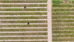 新宁：60万株油茶种苗激活乡村振兴新动能