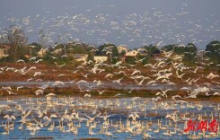 岳阳守护飞羽精灵 共绘生态画卷