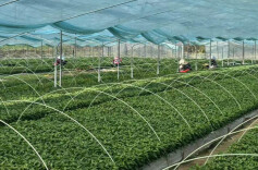 湘西州农业特色产业服务中心技术下沉助春耕