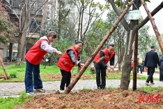 人搬走了，树也跟着来了——长沙托溪社区“雨邻有约”让乡愁在新家园“接力”