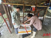 永定区大力推进畜禽特色养殖产业发展项目