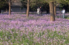 天坛二月兰盛放，美丽春色入画来