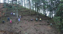 绥宁：林下套种草珊瑚 绿富双赢好“钱”景