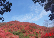  晓霞山上清明红