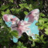 春日“皮肤”加载100%，湖南高校的春天美到“开挂”