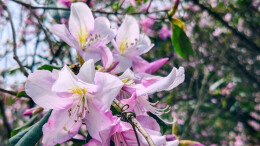 新宁：紫色花海漫山铺展，鹿角杜鹃盛景如约而至