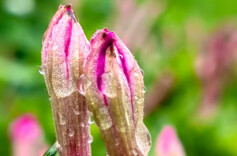 思亲笺・清明祭⑭ | 清明节，永远感恩天堂父母亲