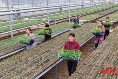 爱心菜苗赠村民