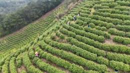 洞口县高沙镇：绿叶变“金叶” 白茶采摘忙