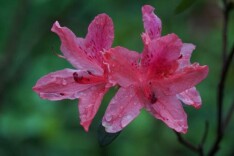 清明岳麓山踏春攻略｜繁花初绽 安心出游指南