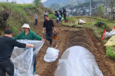 春耕绘锦绣 产业启新程——凤凰吉信镇奏响乡村振兴春耕曲