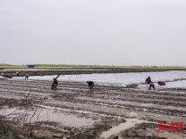 临湘市江南镇：盘活“闲田”种双季 集体经济“稻”路宽​