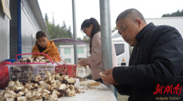 炎陵百菇园松茸飘香采收忙