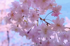 今日科普｜一到清明就会下雨，真的这么准吗？