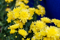 安仁县：新风沐清明 鲜花寄哀思