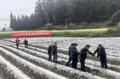 凤凰县召开烟叶移栽现场会