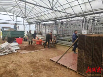 种子进“工厂”，育秧不“看天”！羊角塘镇工厂化育秧为6900亩早稻生产筑牢根基