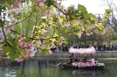 北京元大都公园万余株海棠进入花期！美图抢先看——