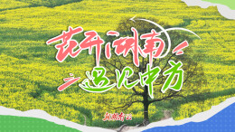 花开湖南①｜遇见中方：千顷金浪醉春风