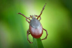 健康科普 | 蜱虫出没季，别慌别硬拔