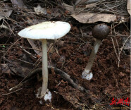 20人中毒！湖南省食安办发布野生蘑菇中毒预警，这些保命知识速看