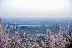 望春山，上香山！香山公园推出三条亲子赏花路线