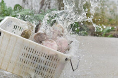 “功德”被明码标价 揭开直播间“打赏放生”的生态隐患